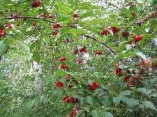 Поездка украинских кактусоводов в Крым, сентябрь 2008