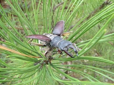 Поездка украинских кактусоводов в Крым, сентябрь 2008