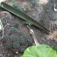 Поездка Оксаны Руденко в Мексику, июнь 2010