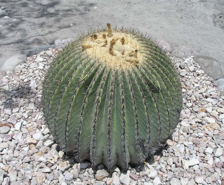 03_mexica3.JPG