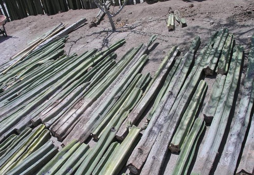 Поездка Оксаны Руденко в Мексику, июнь 2010