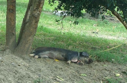 Поездка Оксаны Руденко в Мексику, июнь 2010