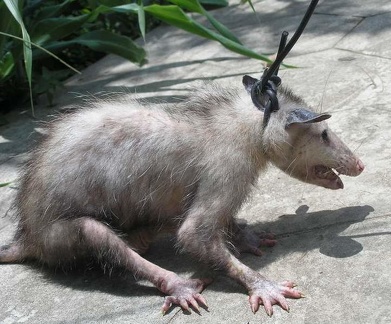 Поездка Оксаны Руденко в Мексику, июнь 2010