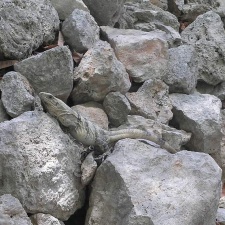 Поездка Оксаны Руденко в Мексику,июнь 2010