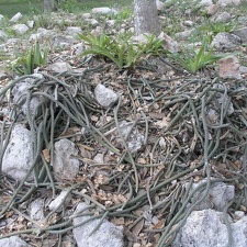 Поездка Оксаны Руденко в Мексику, июнь 2010