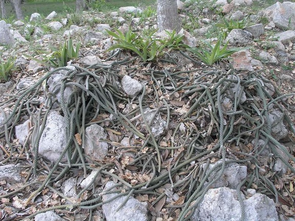 Поездка Оксаны Руденко в Мексику, июнь 2010