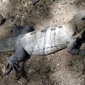 49_mexica5.JPG