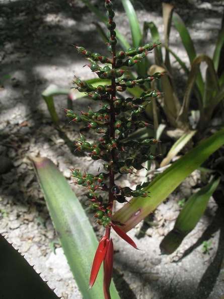 54_mexica5.JPG