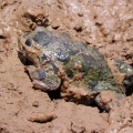 Поездка Ирины Рыжковой в Перу в ноябре-декабре 2009