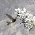 image019_004.jpg