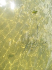 Поход на байдарках по р.Сейм, июль 2009