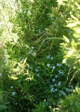 Поход на байдарках по р.Сейм, июль 2009