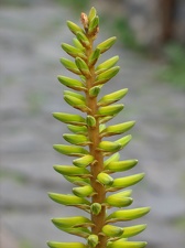 Поездка Далии Иванаускайте на о.Тенерифе, февраль 2009