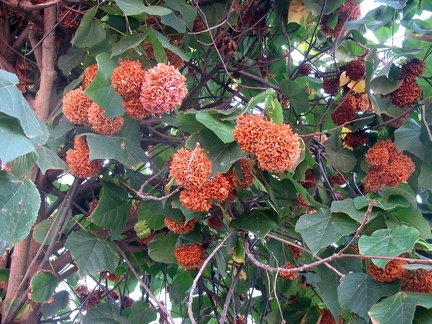 Поездка Далии Иванаускайте на о.Тенерифе, февраль 2009