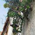 IMG_4235.jpg