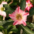 250x375x250px-Adenium cv Garden Of Falling Star22