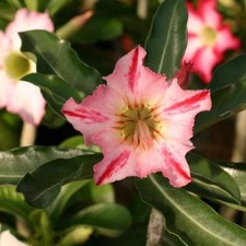 250x375x250px-Adenium cv Garden Of Falling Star22