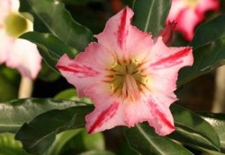 250x375x250px-Adenium cv Garden Of Falling Star22