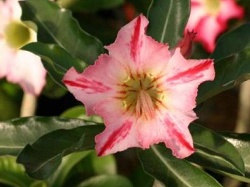 250x375x250px-Adenium cv Garden Of Falling Star22