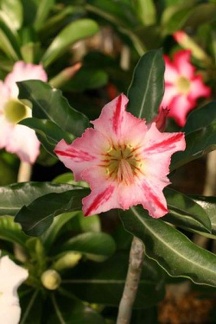 250x375x250px-Adenium cv Garden Of Falling Star22