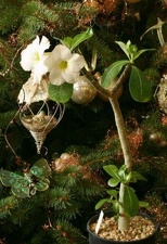 Adenium Suiper Perfume2