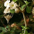 Adenium Suiper Perfume2
