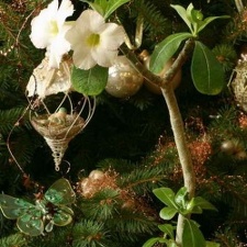 Adenium Suiper Perfume2