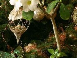 Adenium Suiper Perfume2