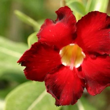 Adenium cvArrogant