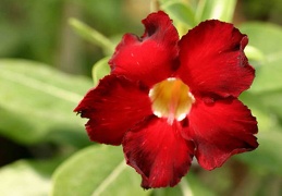 Adenium cvArrogant