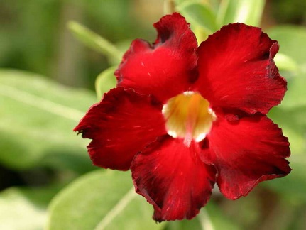 Adenium cvArrogant