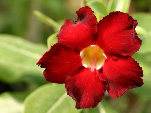 Adenium cvArrogant