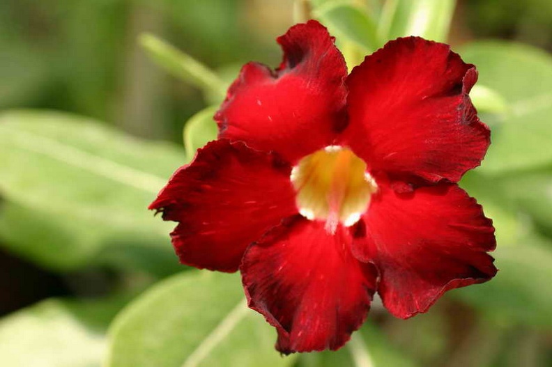 Adenium_cvArrogant.jpg