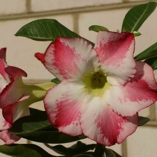 Adenium cvFragrant Delight