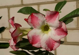 Adenium cvFragrant Delight