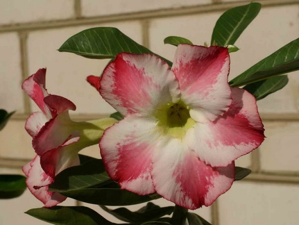 Adenium cvFragrant Delight