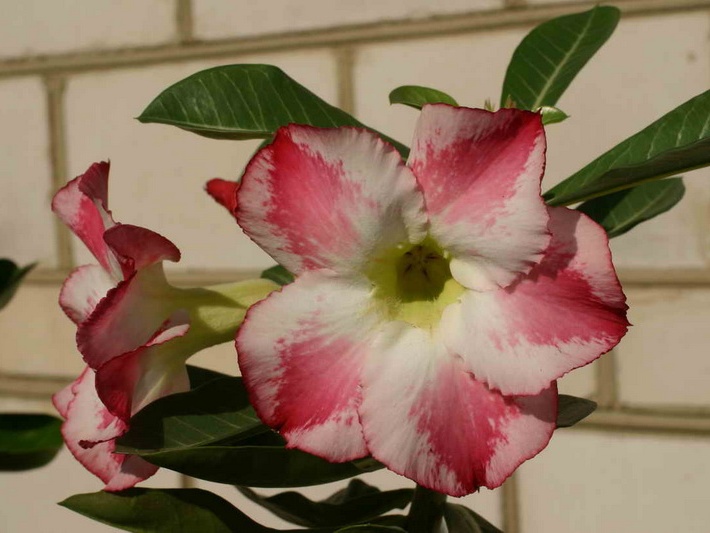 Adenium cvFragrant Delight