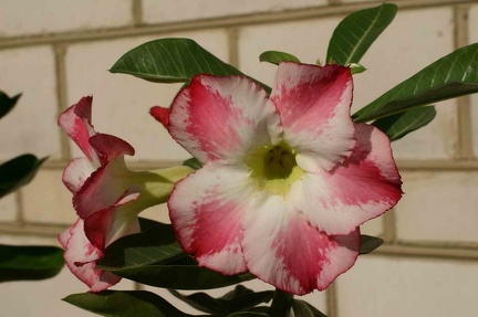 Adenium cvFragrant Delight