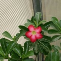 Adenium cvHarry Potter