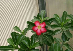 Adenium cvHarry Potter