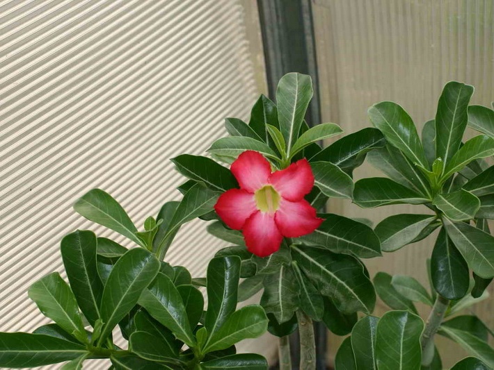 Adenium cvHarry Potter