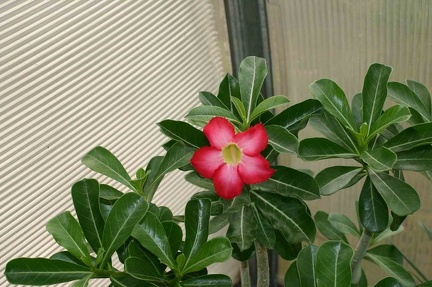 Adenium cvHarry Potter
