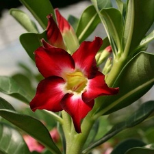 Adenium cvSmall Red Plum