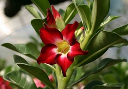 Adenium cvSmall Red Plum