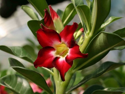 Adenium cvSmall Red Plum