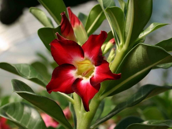 Adenium cvSmall Red Plum