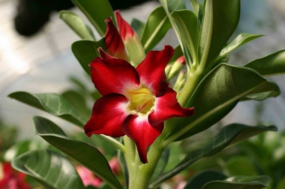 Adenium cvSmall Red Plum