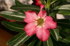 Adenium cvStar Of Red Sparcles