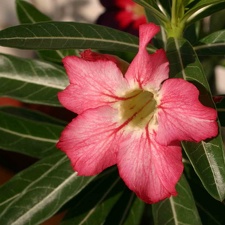 Adenium cvStar Of Red Sparcles