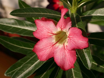 Adenium cvStar Of Red Sparcles